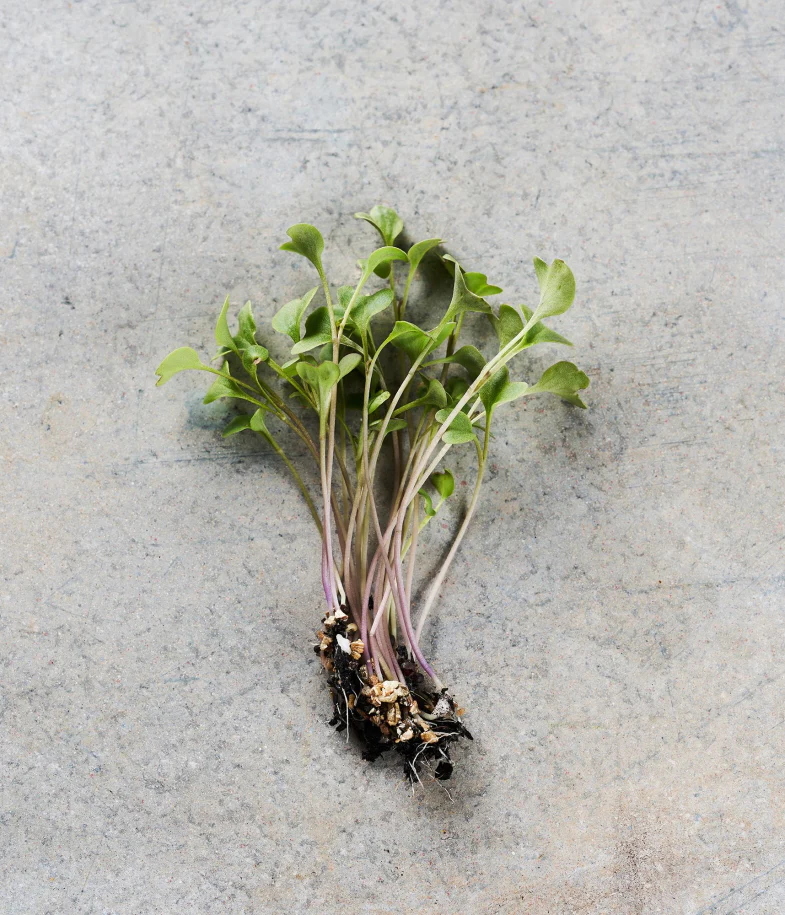 Broccoli, Purple