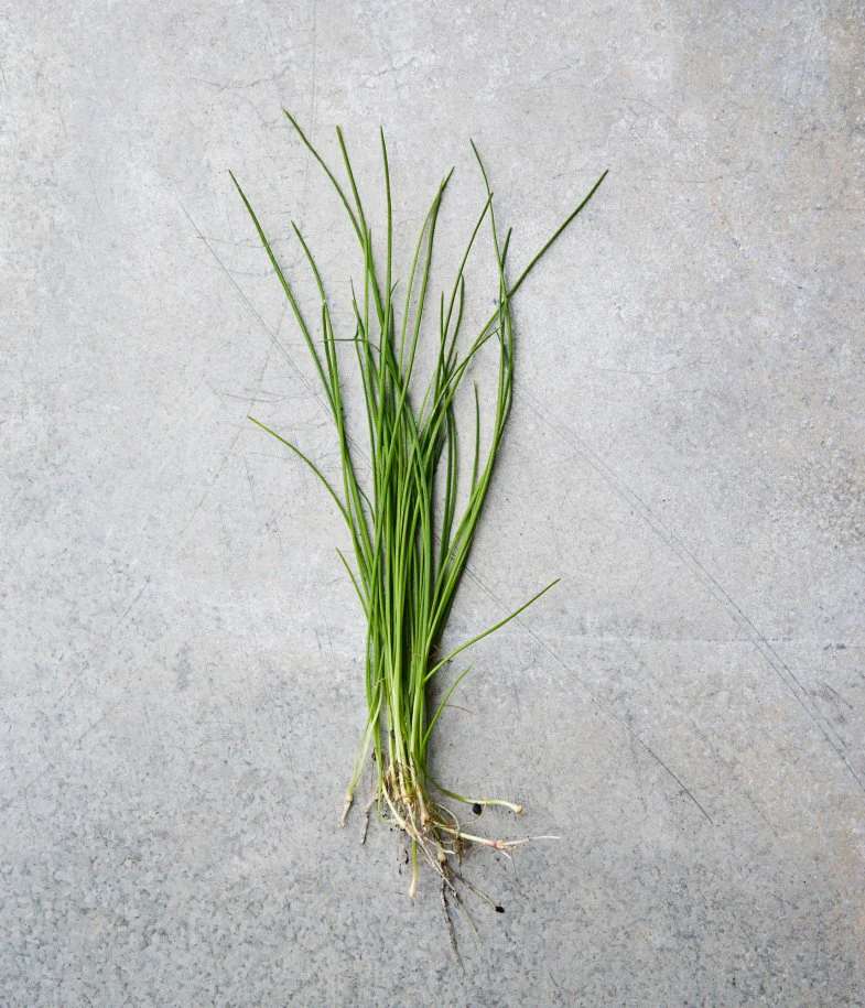 Chives – Image 2