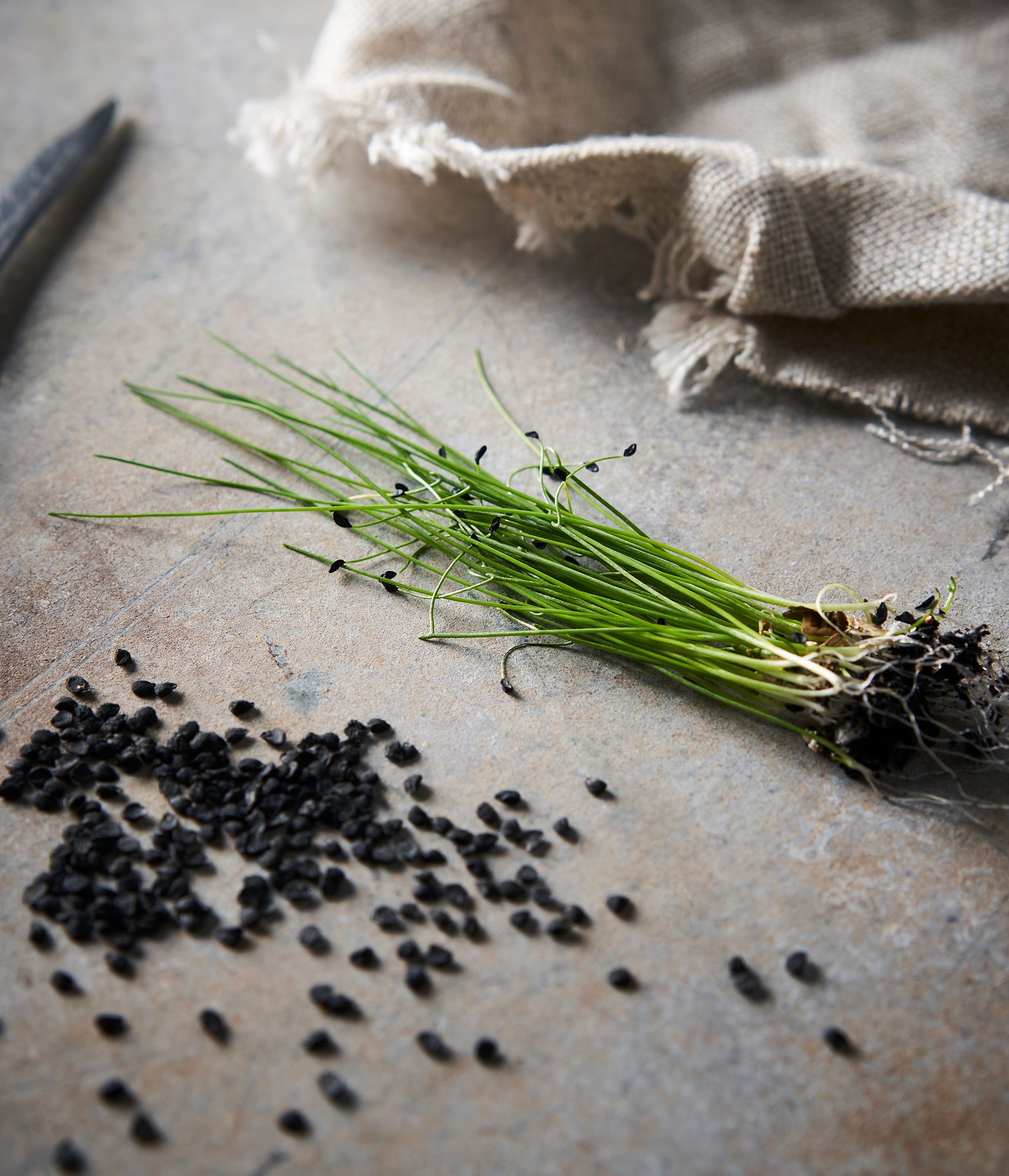 Garlic Chive - Image 2