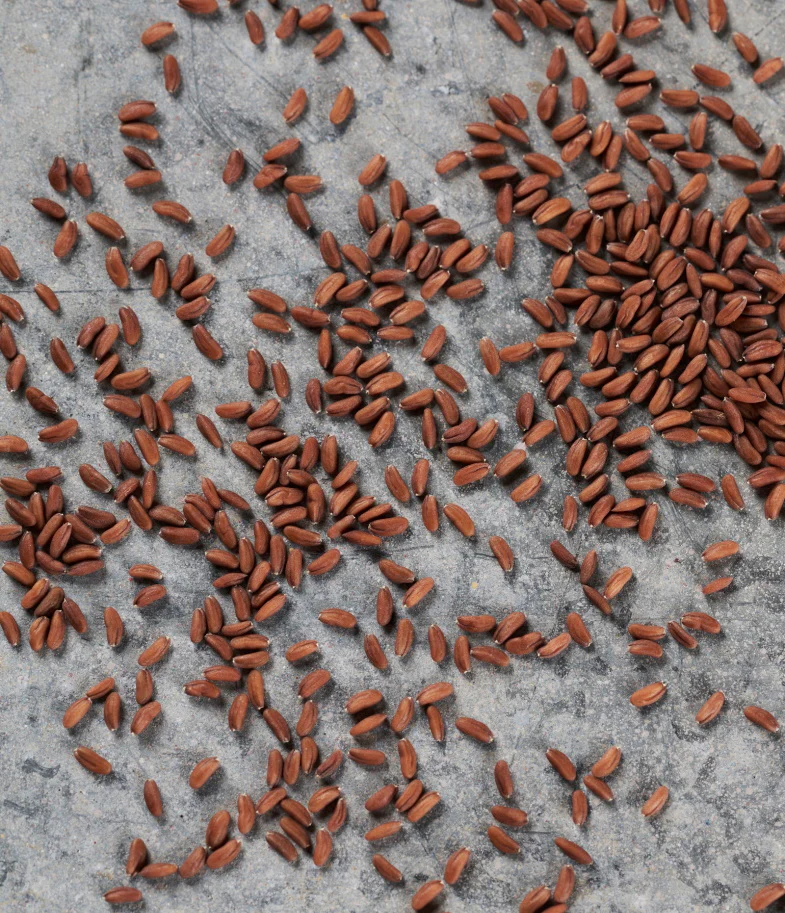 Garden Cress - Image 3