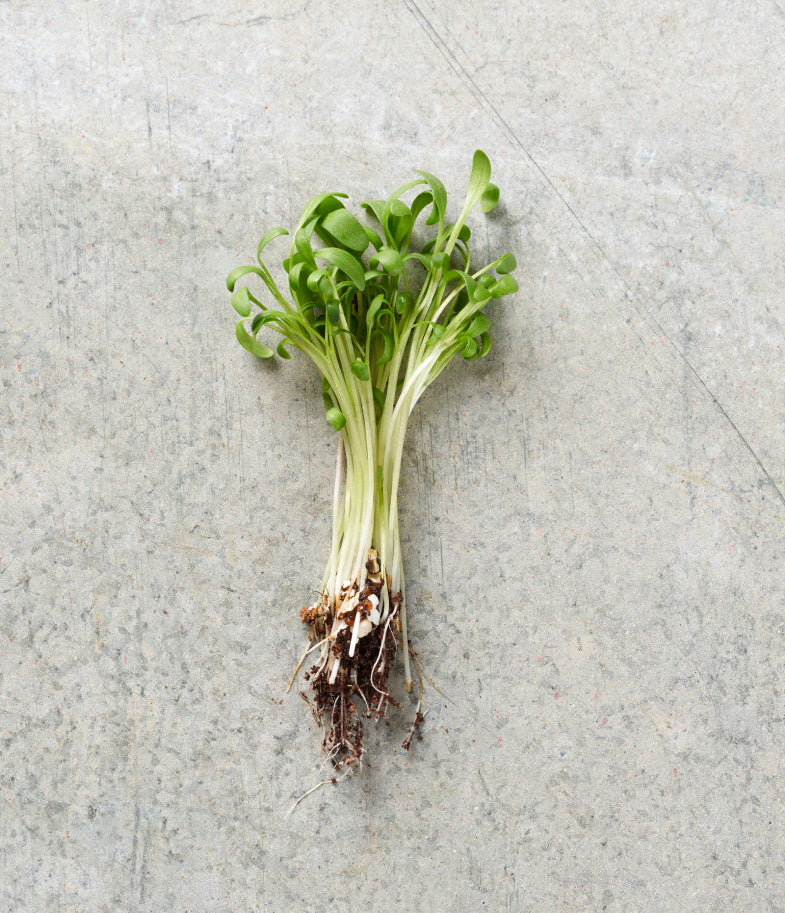 Garden Cress