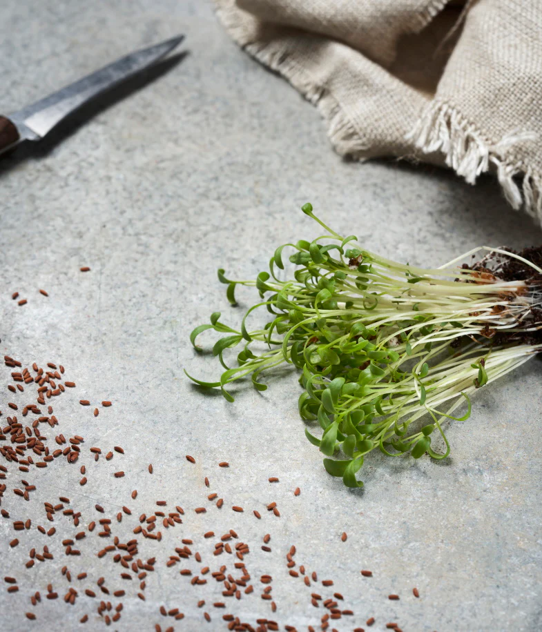 Garden Cress - Image 2