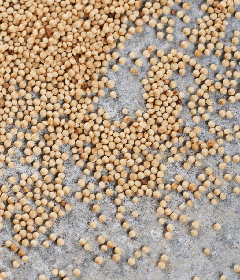 Red Garnet Amaranth - Image 3