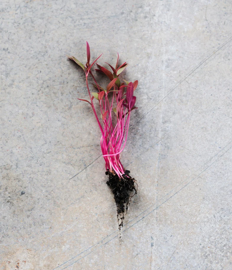 Red Garnet Amaranth