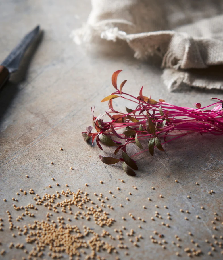 Red Garnet Amaranth - Image 2