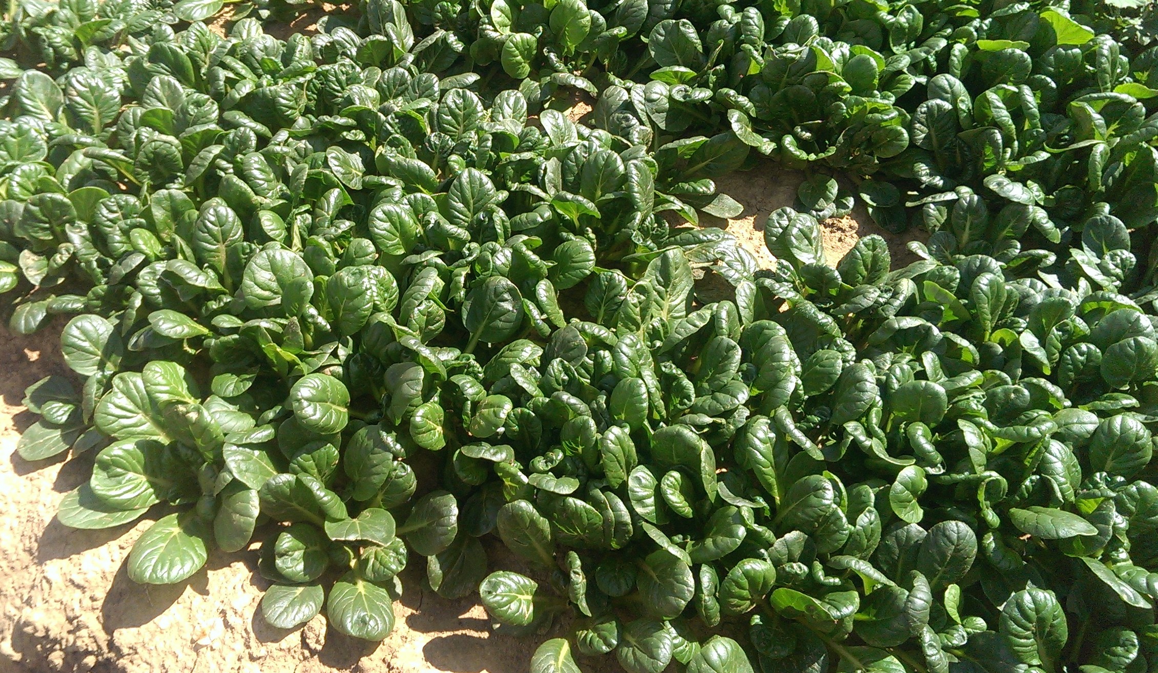 Tatsoi - Image 2
