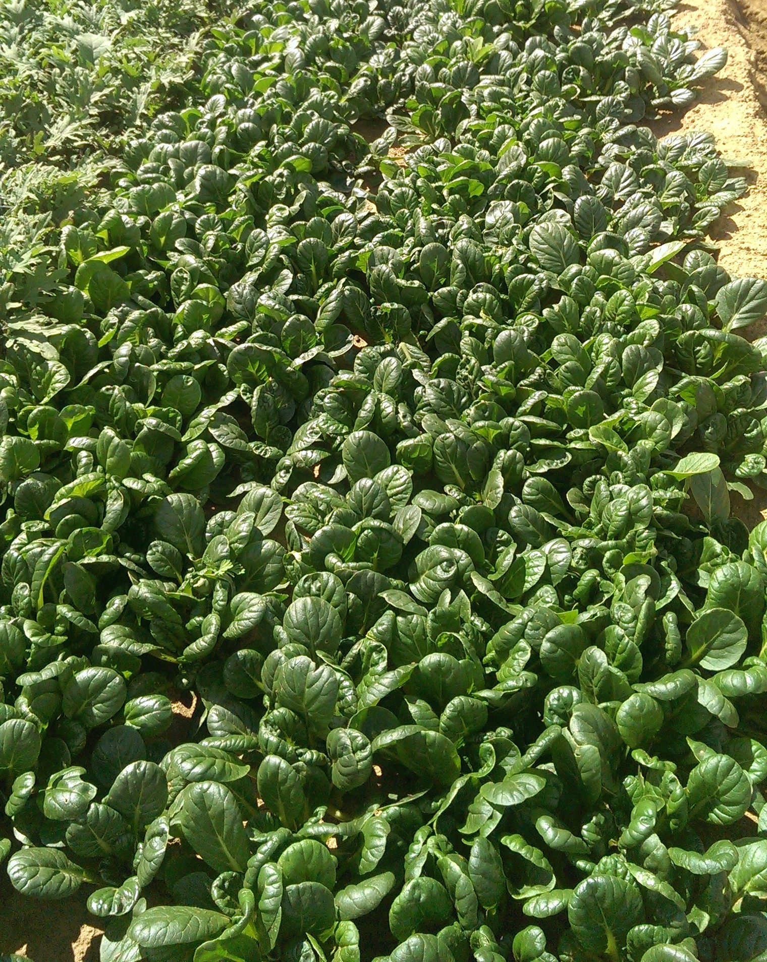 Tatsoi - Image 3