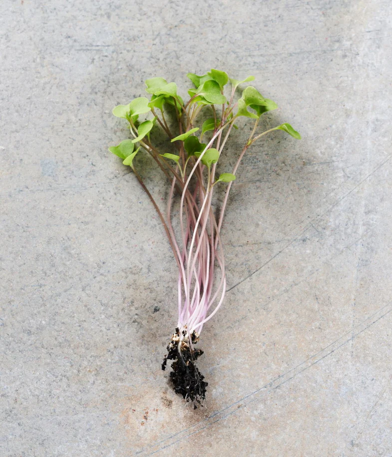 Kale, Red Russian