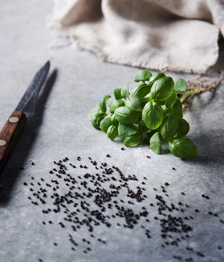 Basil - Mildew Tolerant – Image 2