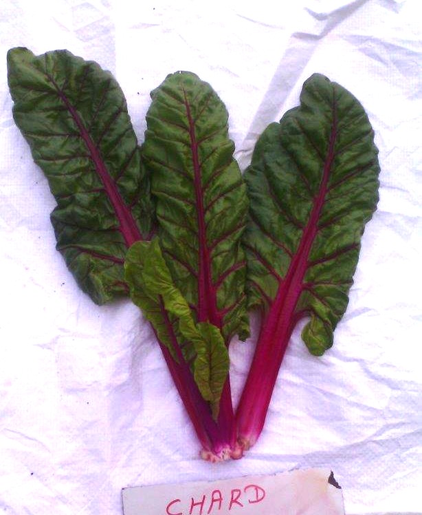 Red Chard – Bild 3