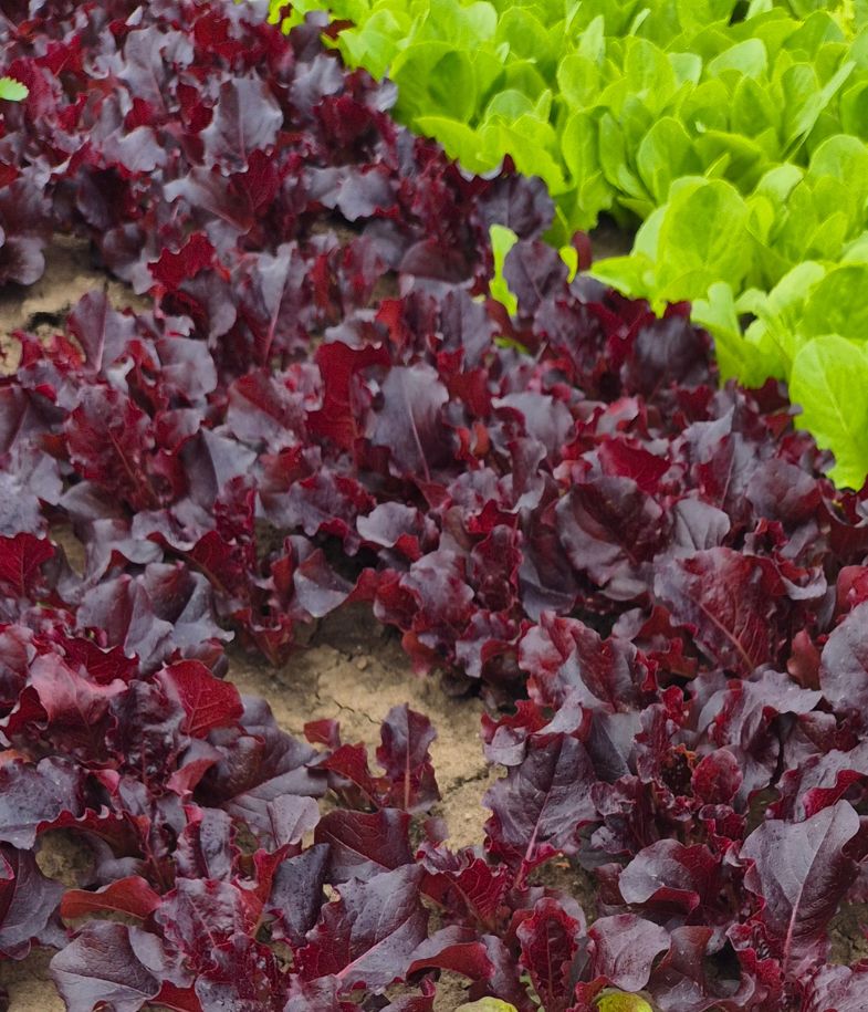 Lettuce - Baby Red Loose Leaf