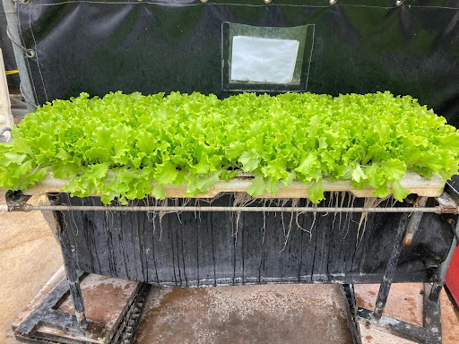 Lettuce - Baby Batavia - Afbeelding 4