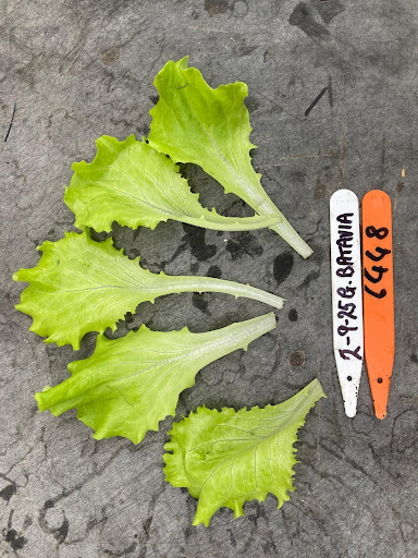 Lettuce - Baby Batavia - Afbeelding 3
