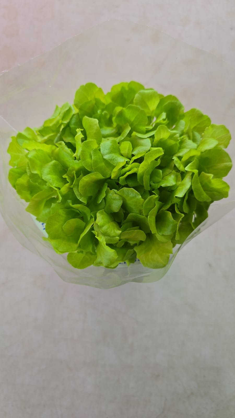 Lettuce - Baby Batavia - Afbeelding 2