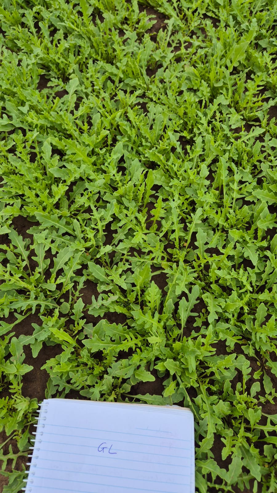 Wild Rocket - G: All season - Afbeelding 3