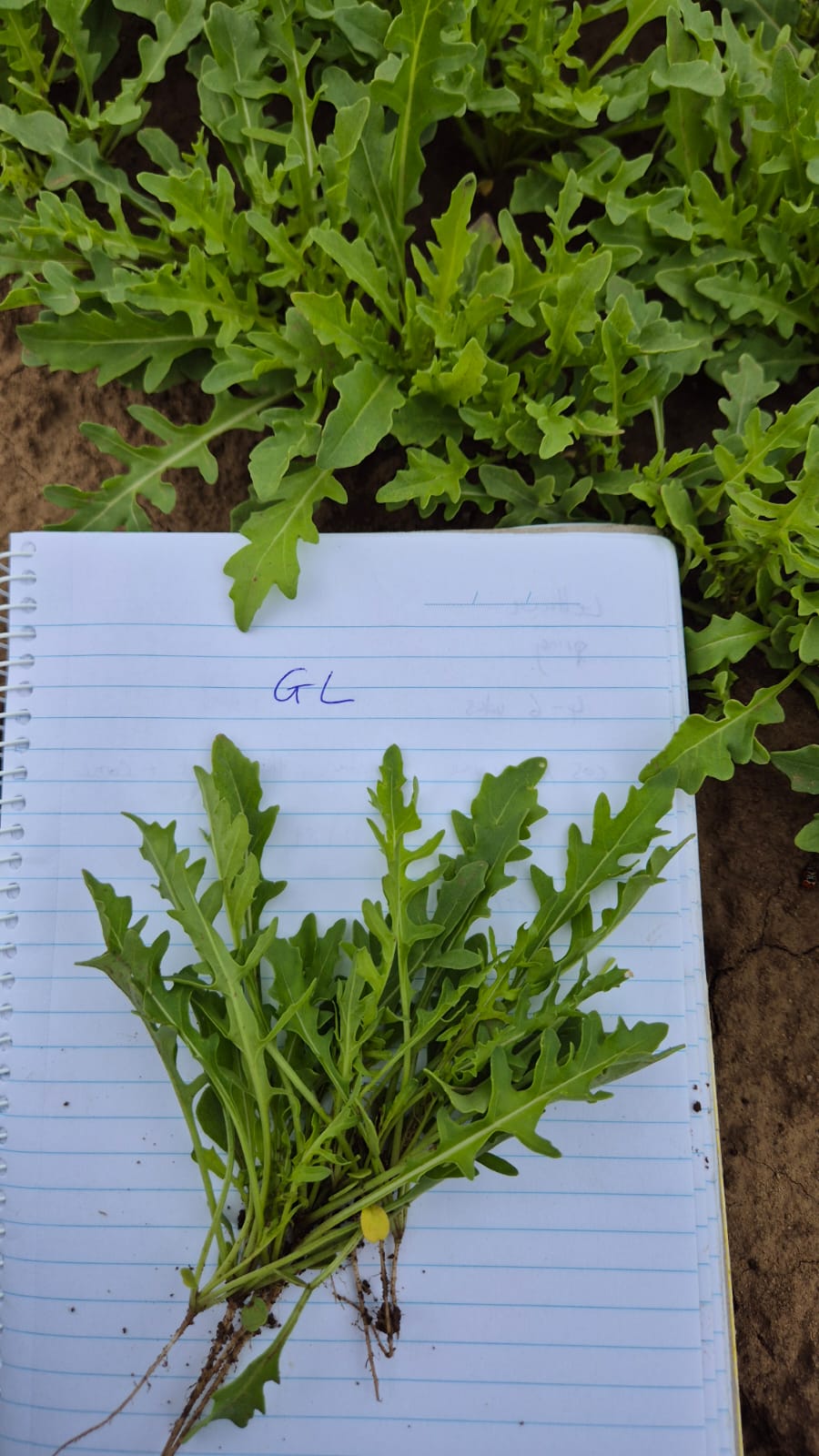 Wild Rocket - G: All season - Afbeelding 4