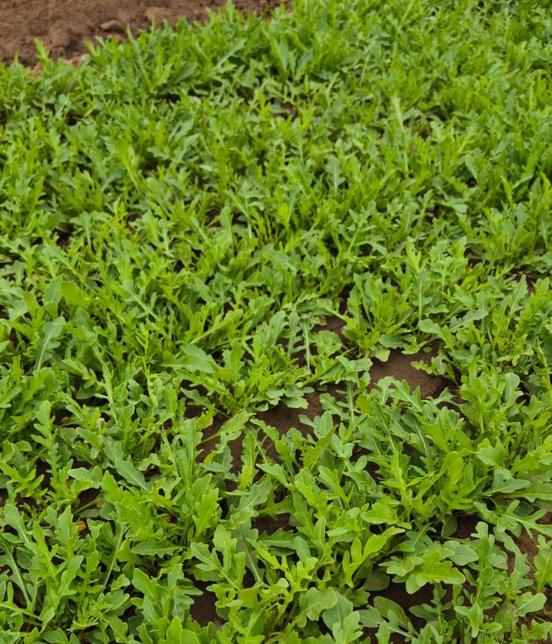 Wilder Rucola - M: Ganzjährig