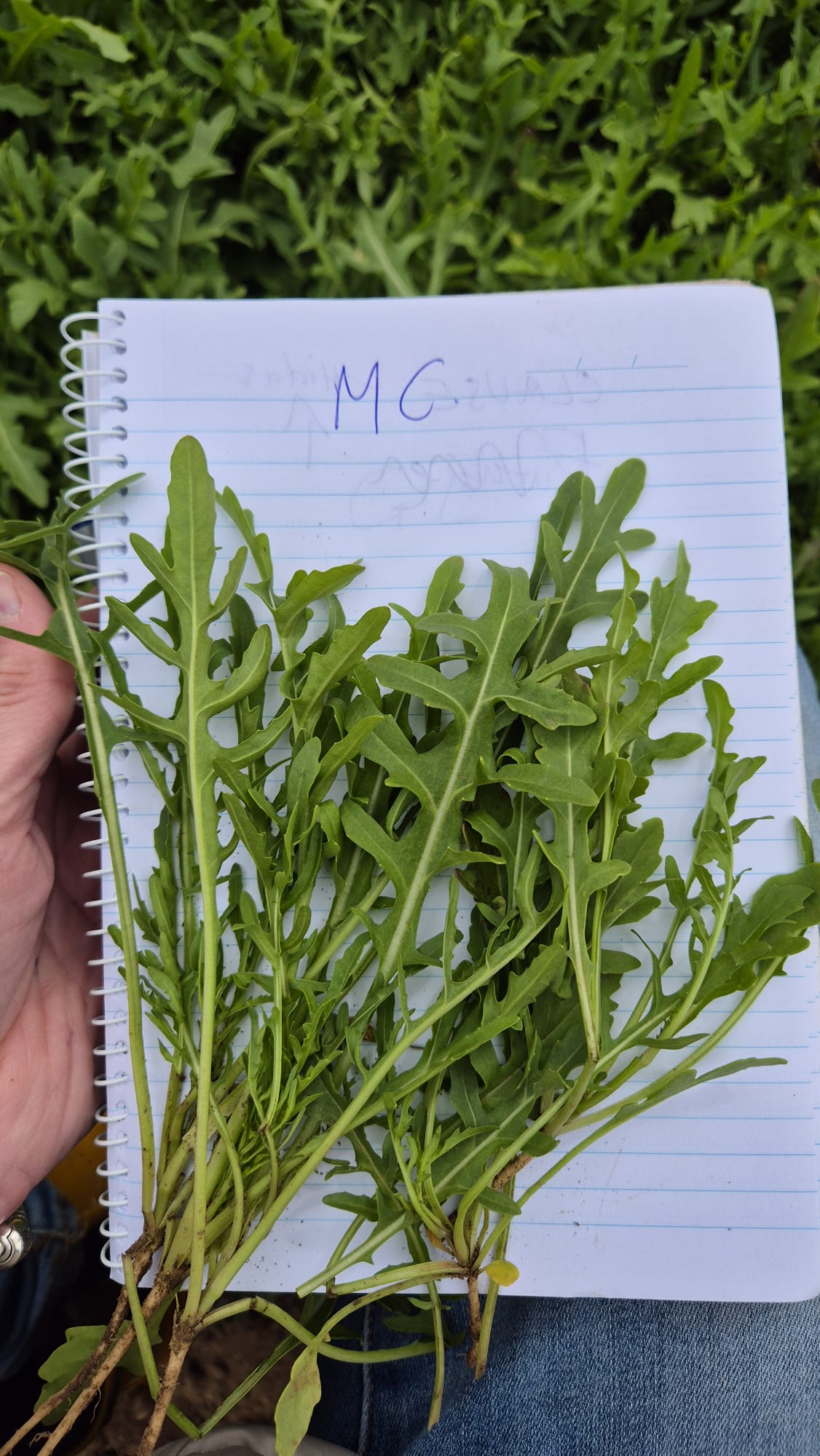 Wild Rocket - M: All season – Bild 2