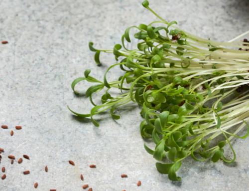 Garden Cress: The 7-day Superfood for Impatient Gardeners