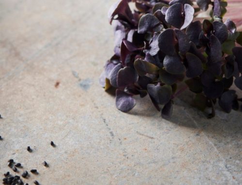 Basil Red Rubin: The Intense, Clove-Scented Jewel
