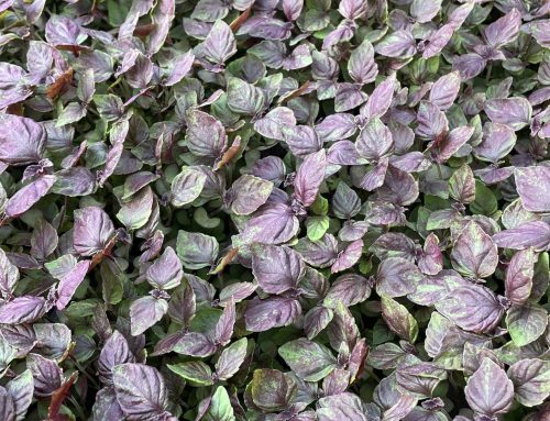 The Art of Growing Red Shiso